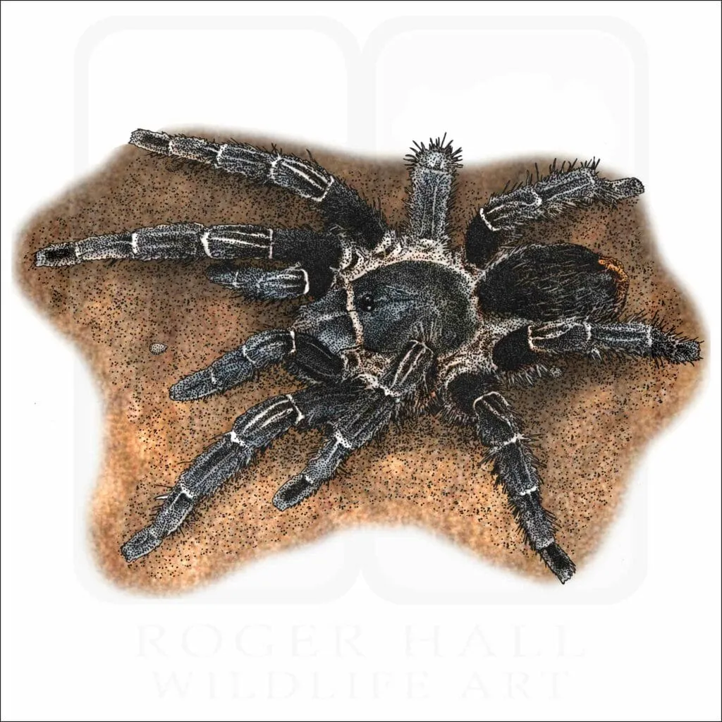 21384 otb tarantula habitat