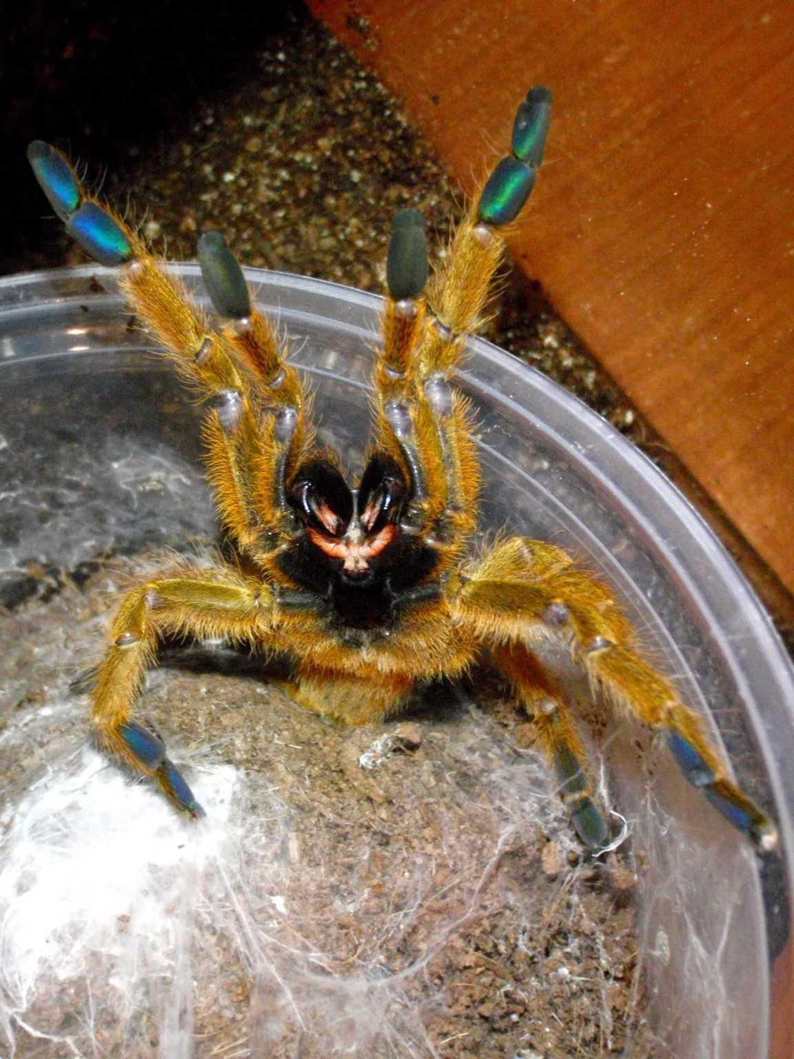 /img/21384-otb-tarantula-health.webp