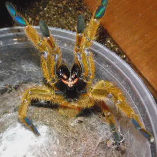 /img/21384-otb-tarantula-health.webp