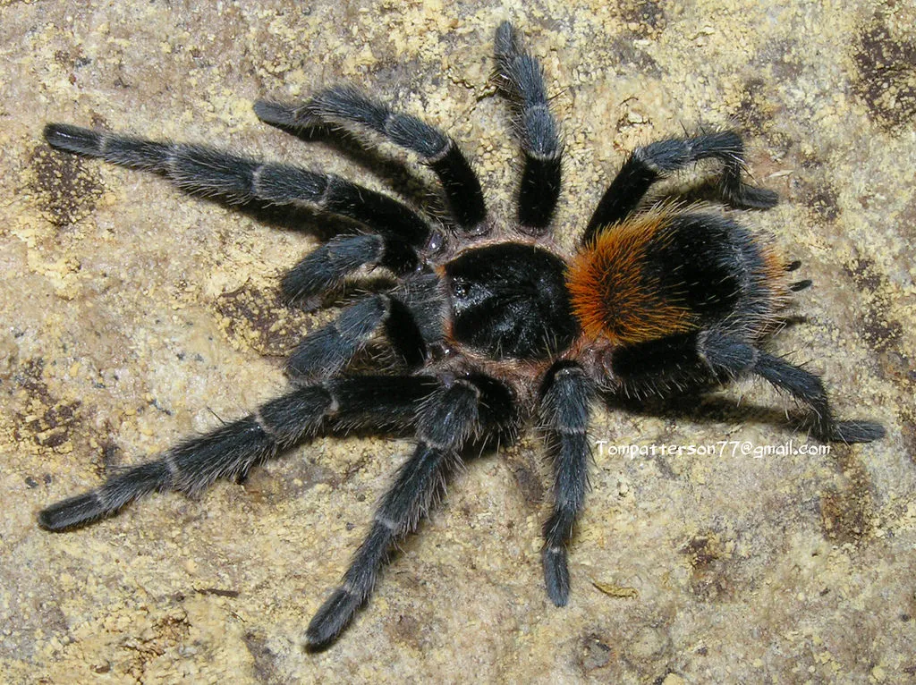 21385 brachypelma emilia