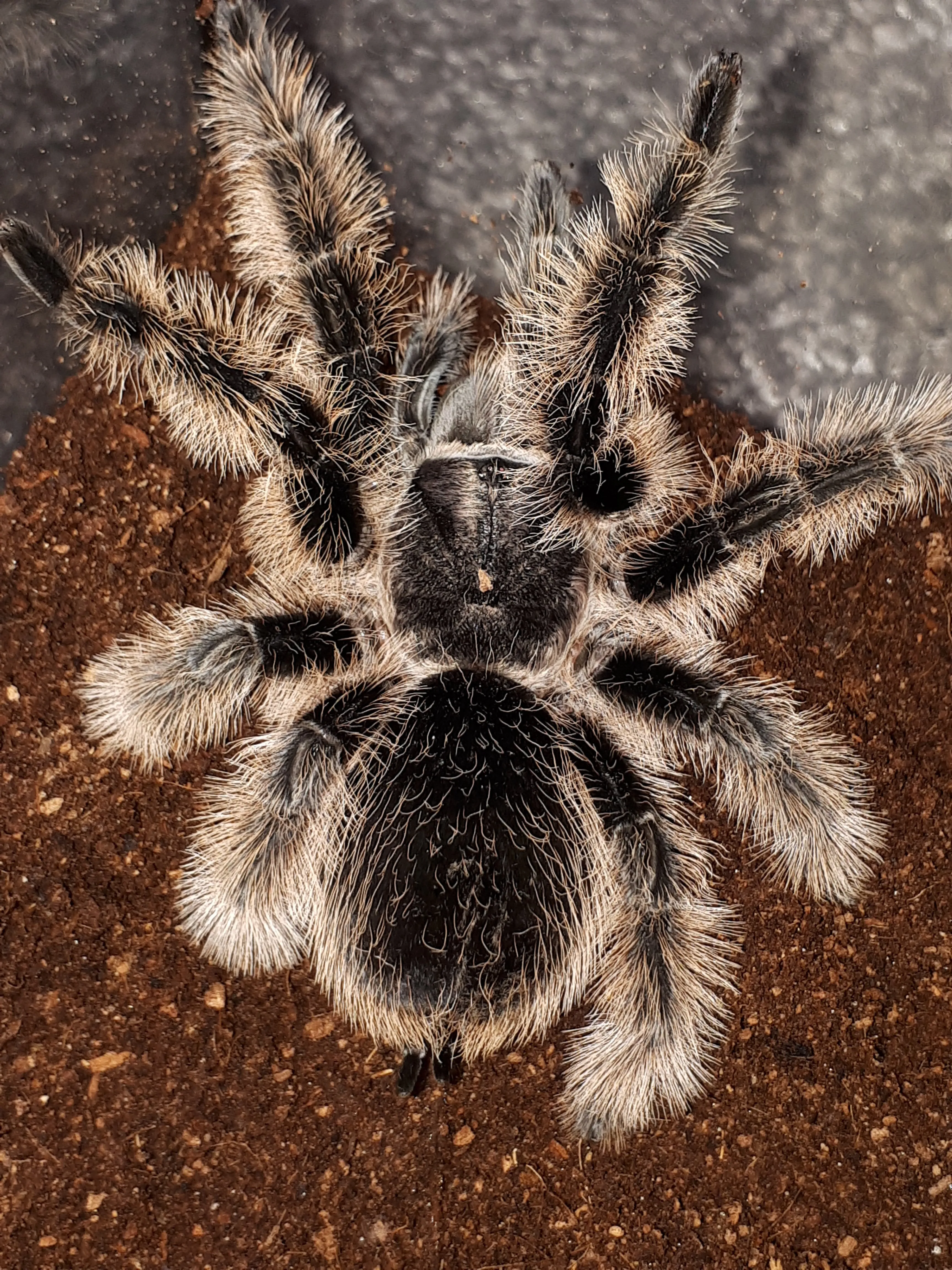 21385 brachypelma hamorii