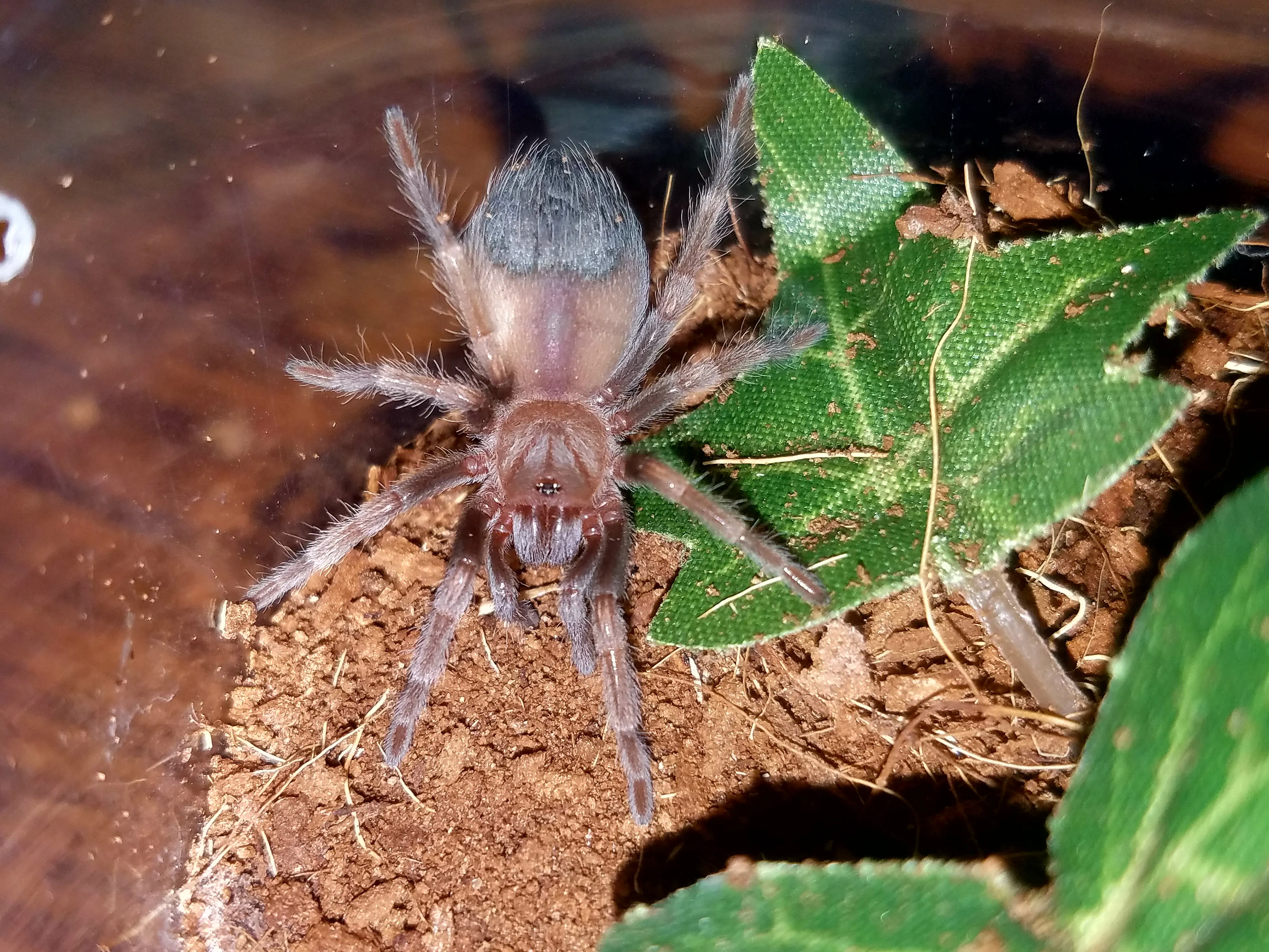 21385 brachypelma tarantula overview