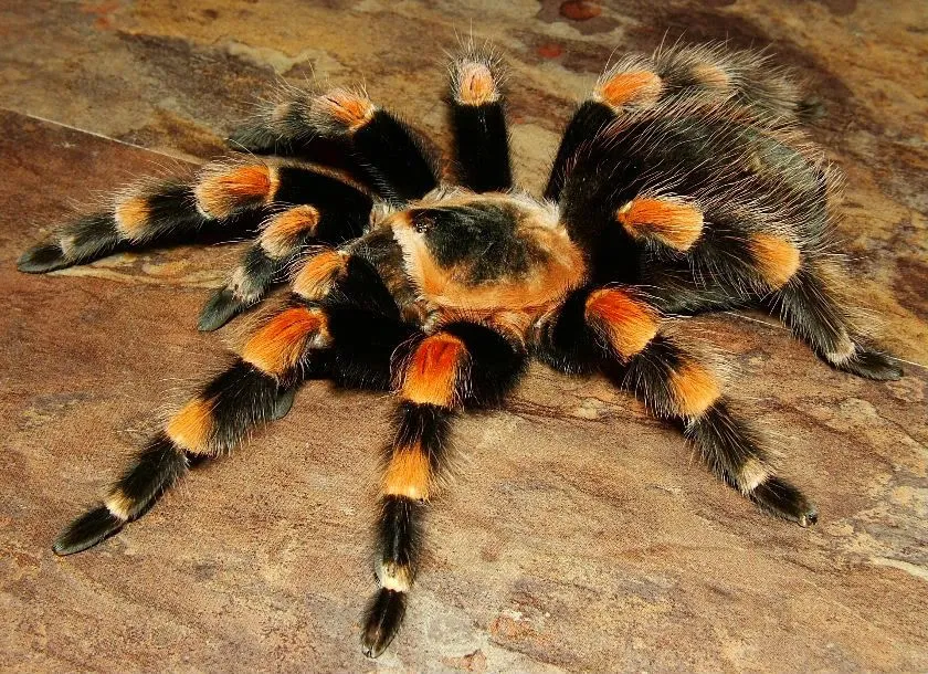 21385 tarantula feeding