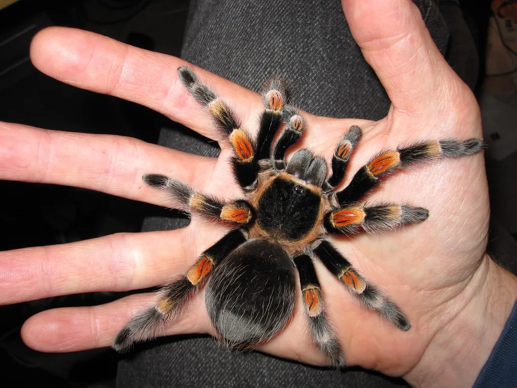 /img/21385-tarantula-handling.webp