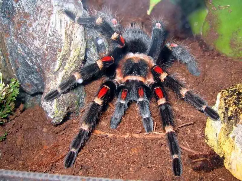 21385 tarantula molting