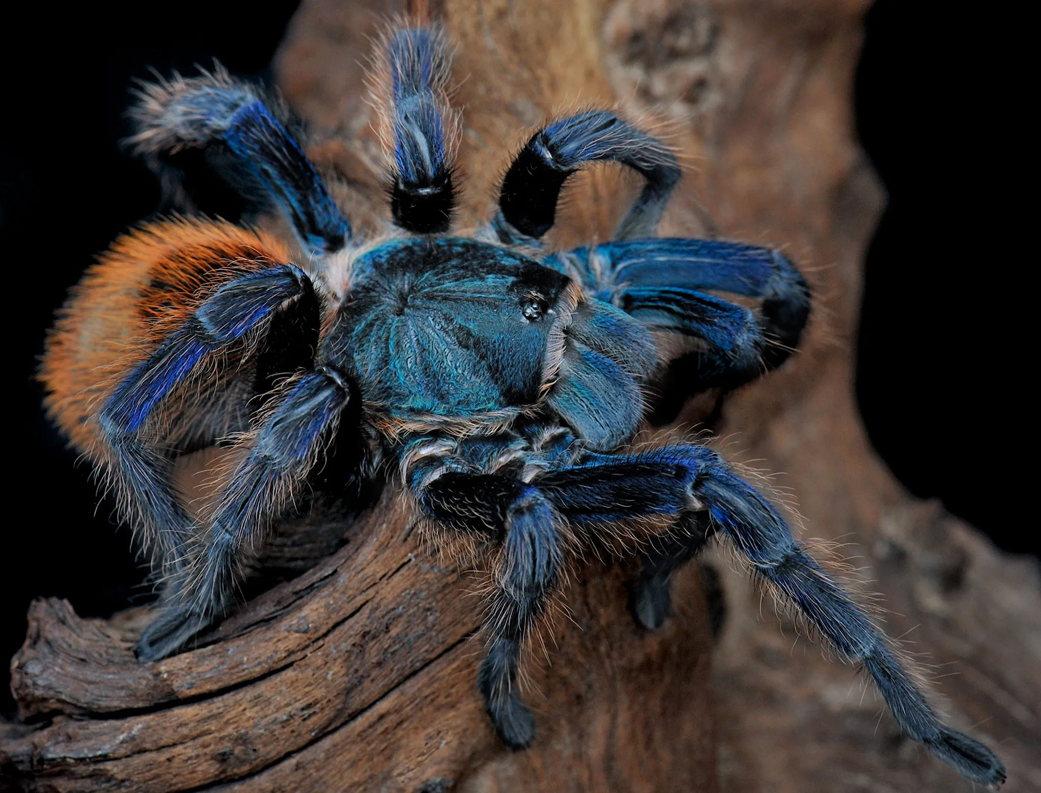 21386 blue cobalt tarantula image2