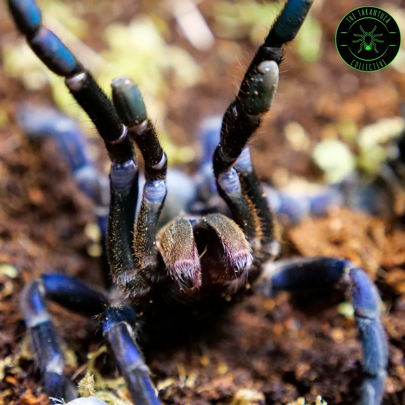 21386 blue cobalt tarantula image3