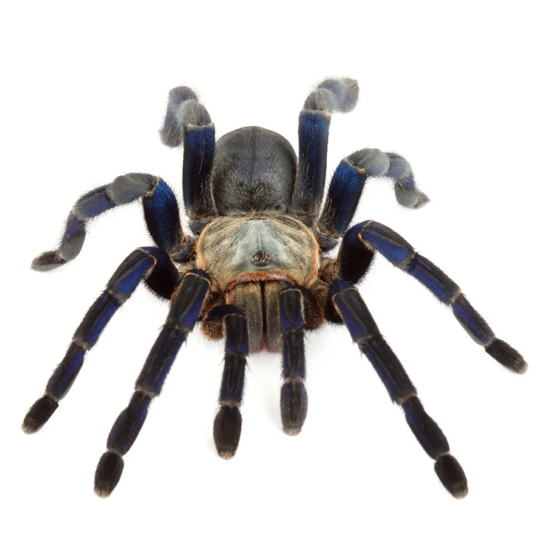 21386 blue cobalt tarantula image4