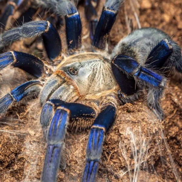21386 blue cobalt tarantula image5