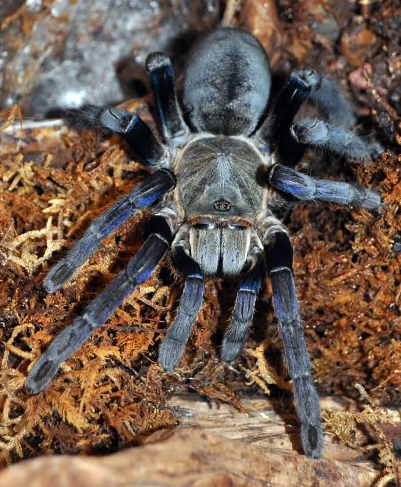 21386 blue cobalt tarantula image6