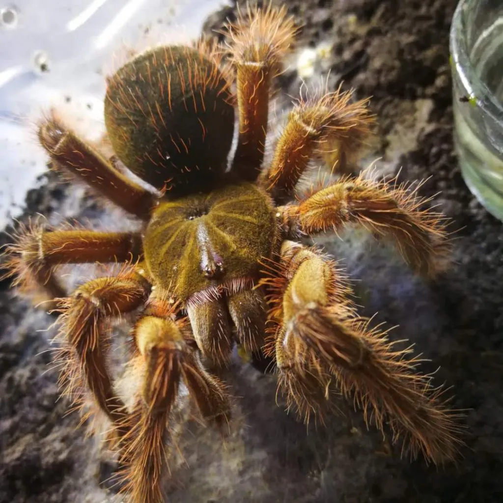 21387 goliath tarantula close up