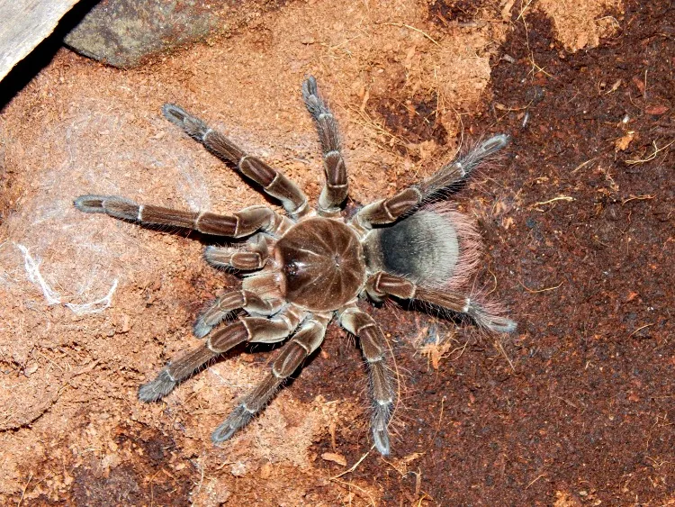21387 goliath tarantula in habitat