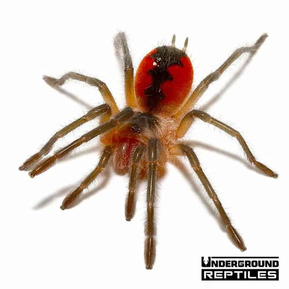 21389 birdeater tarantula feeding