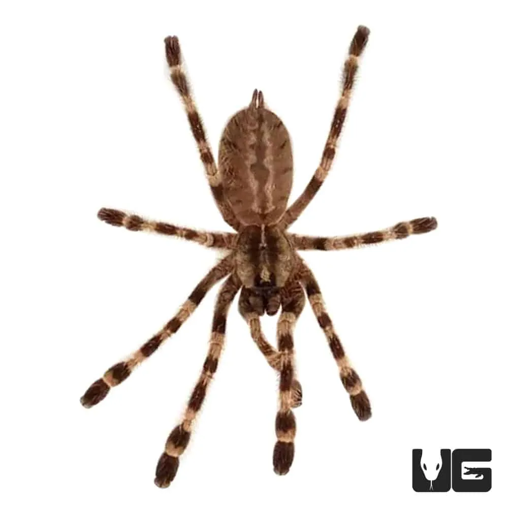 /img/21389-tarantula-safety-handling.webp