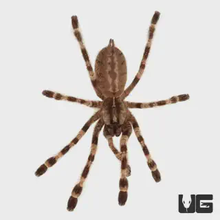 /img/21389-tarantula-safety-handling.webp