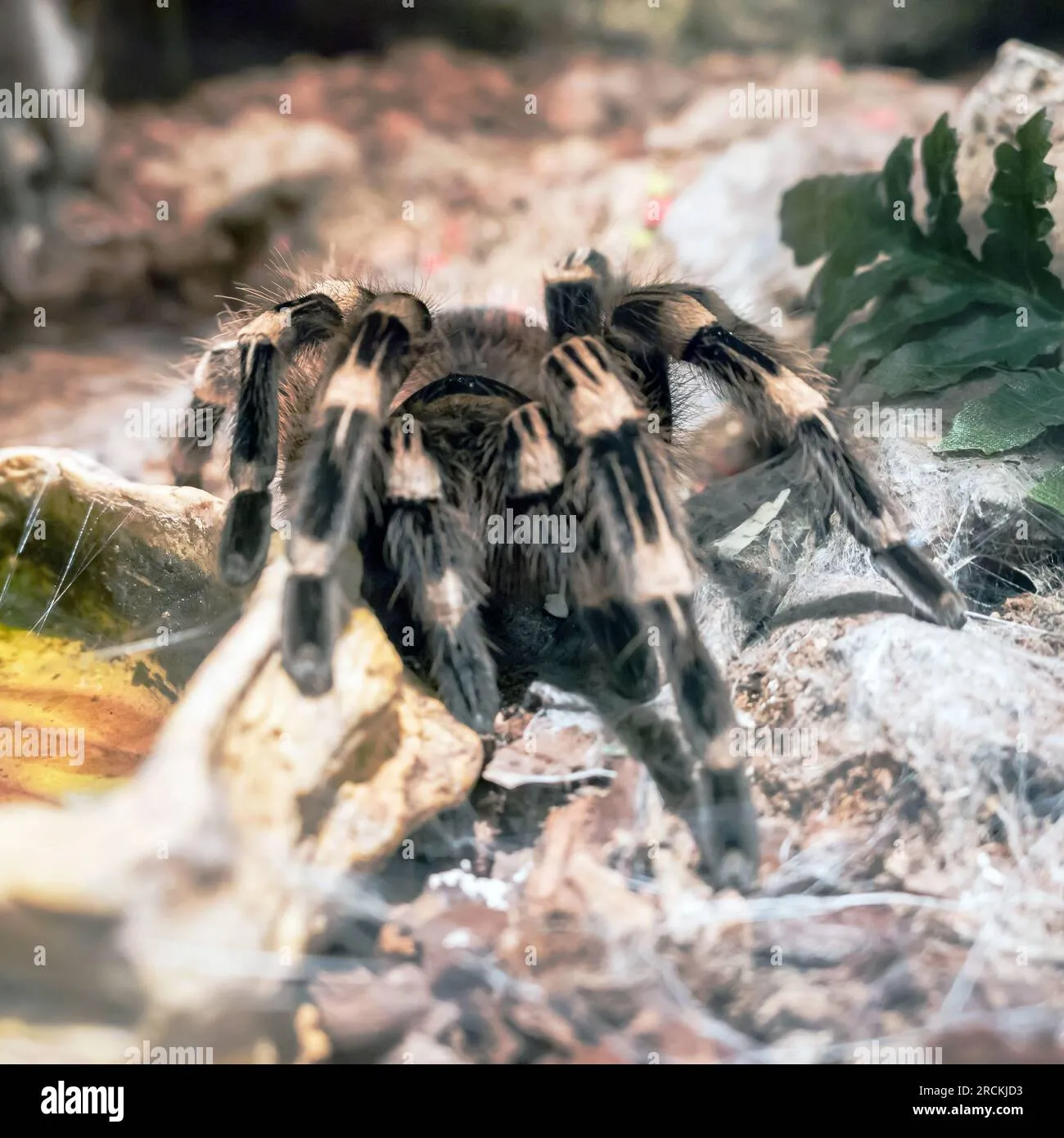 21389 tarantula video editing