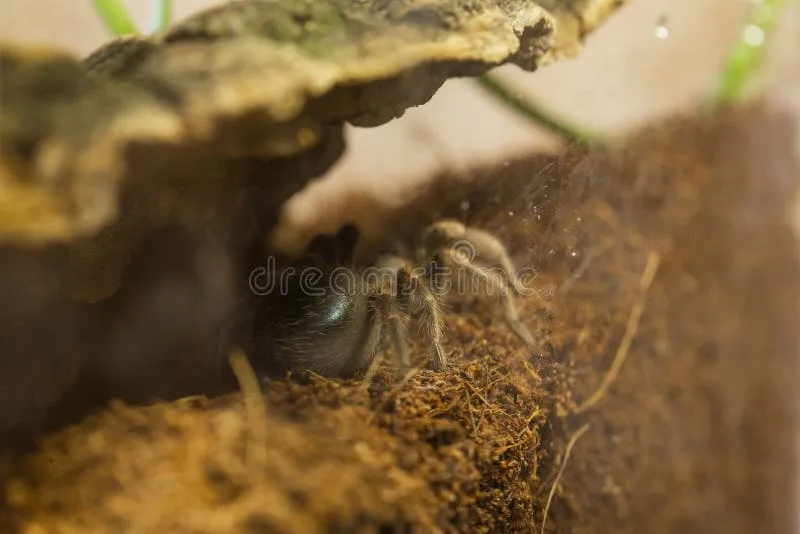 21390 feeding tarantula juvenile