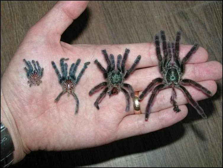 21390 stunted tarantula growth