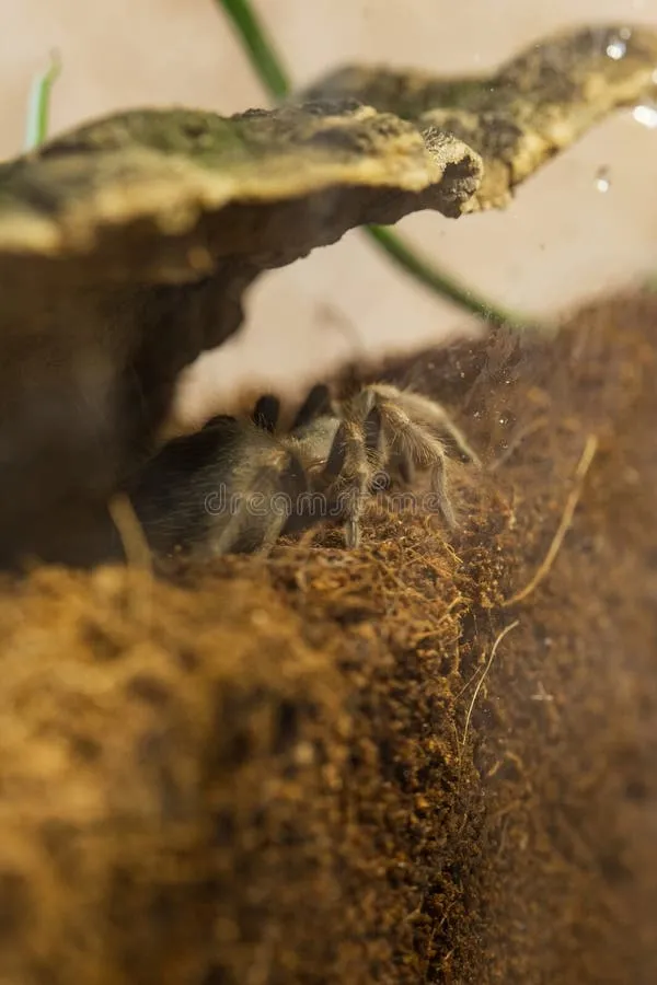21390 tarantula enclosure size