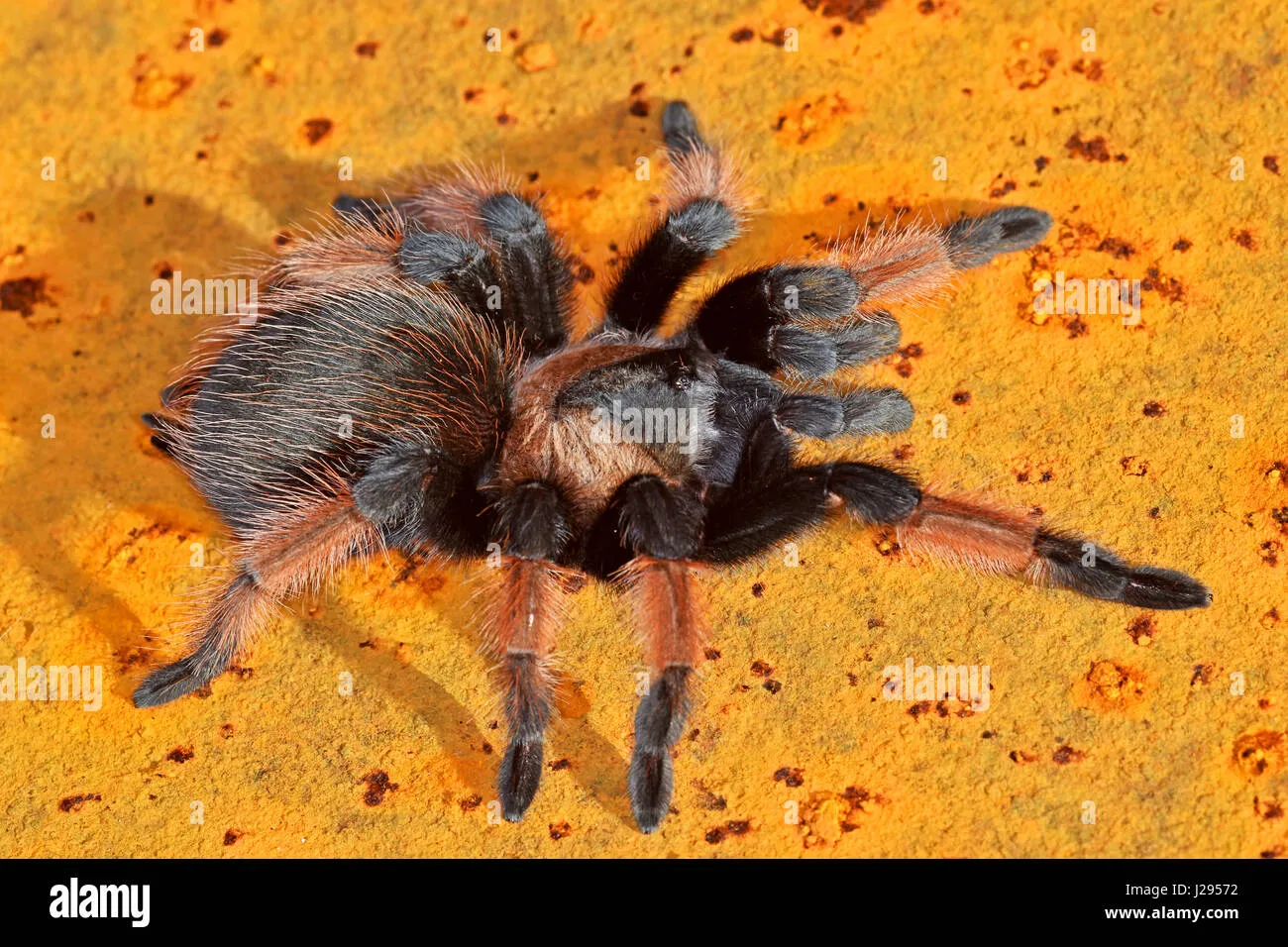 /img/21390-tarantula-expert-advice.webp