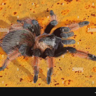 /img/21390-tarantula-expert-advice.webp