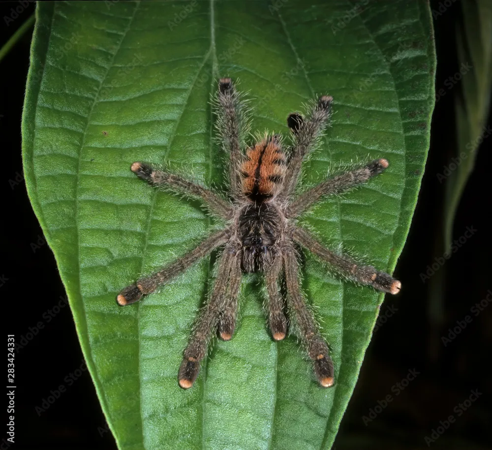 21390 tarantula growth chart