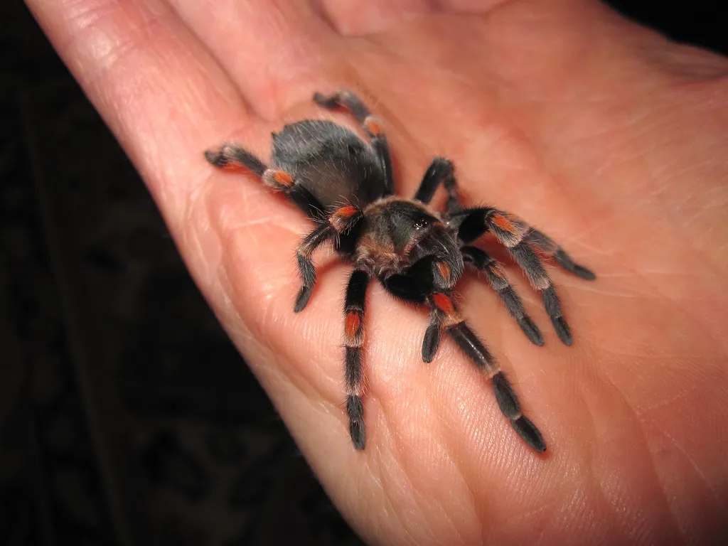 21390 tarantula molting process