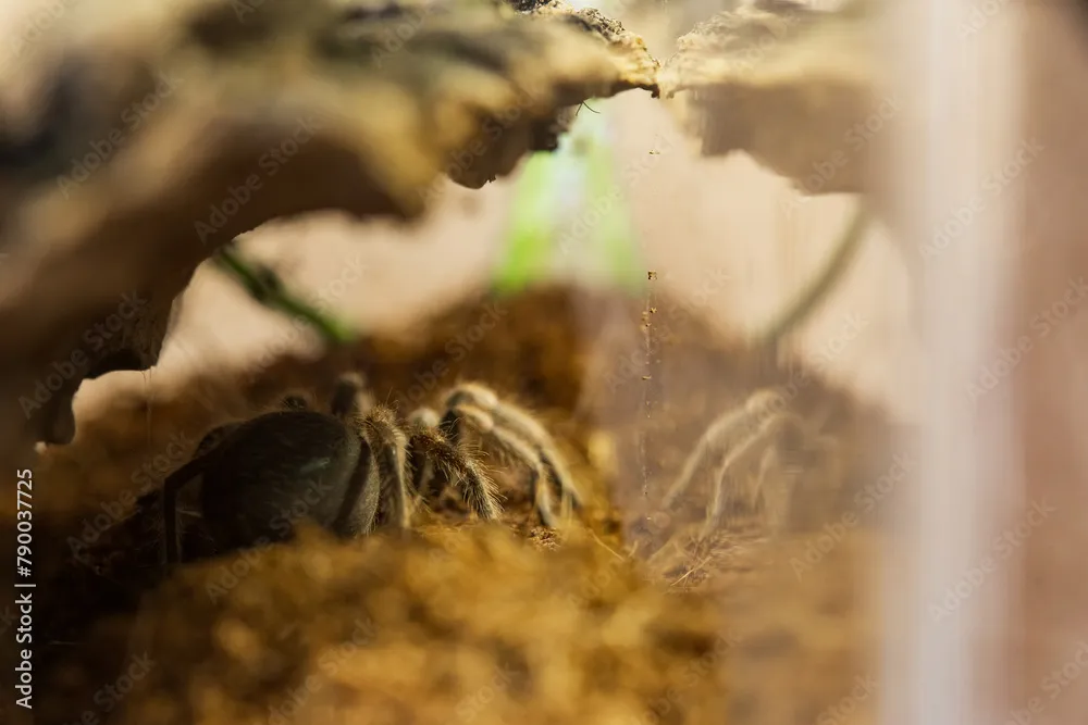 21390 tarantula species variations