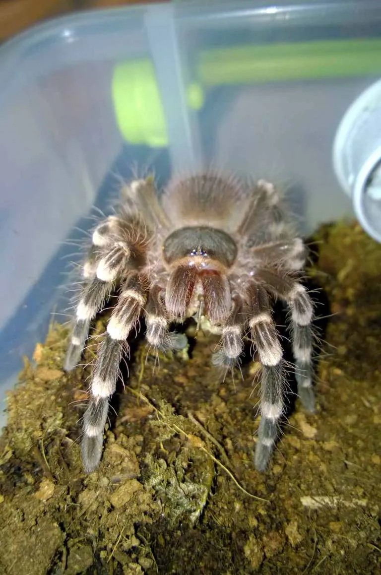 /img/21392-feeding-tarantula.webp