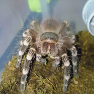 /img/21392-feeding-tarantula.webp
