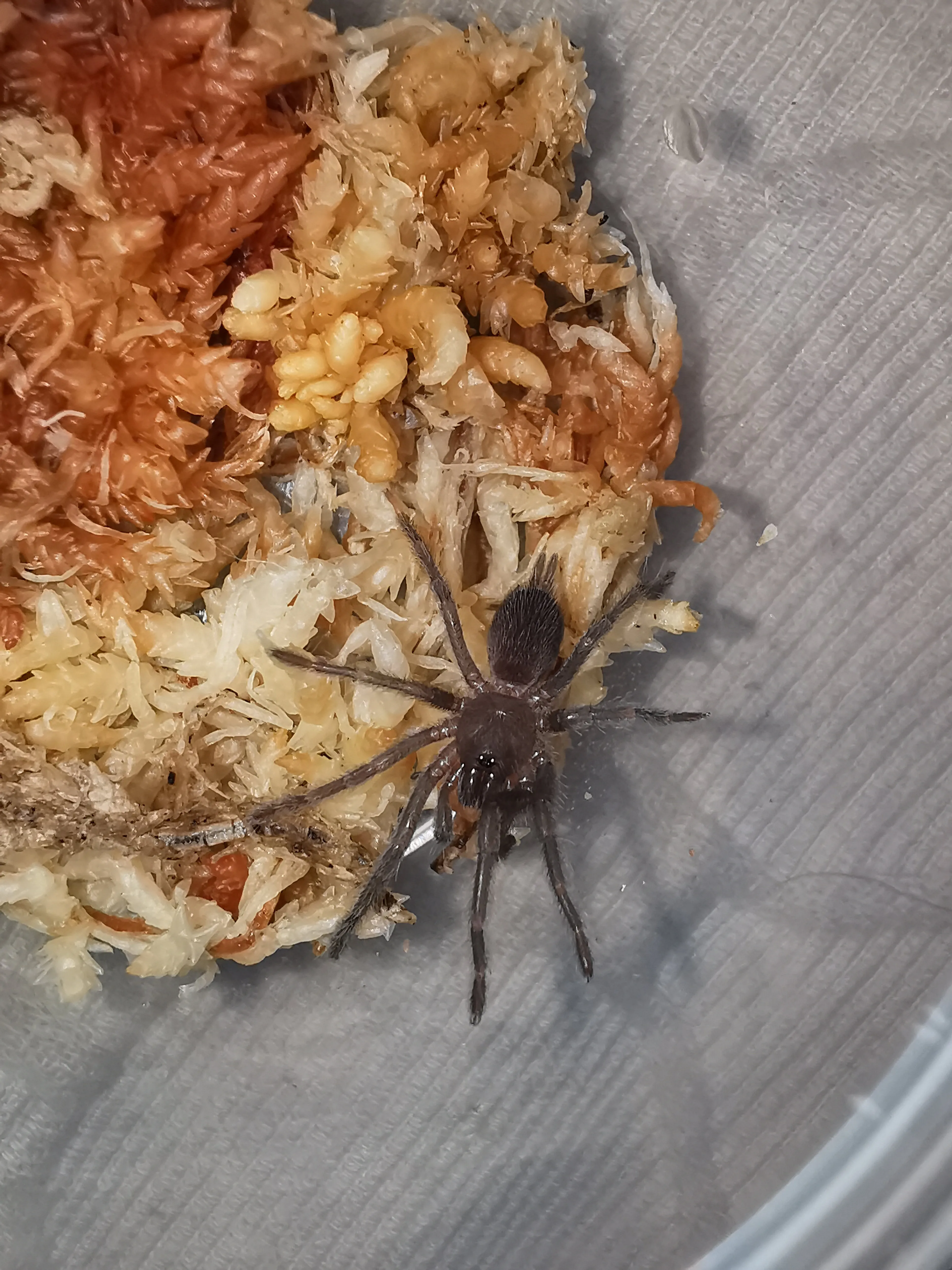 21392 proper prey size