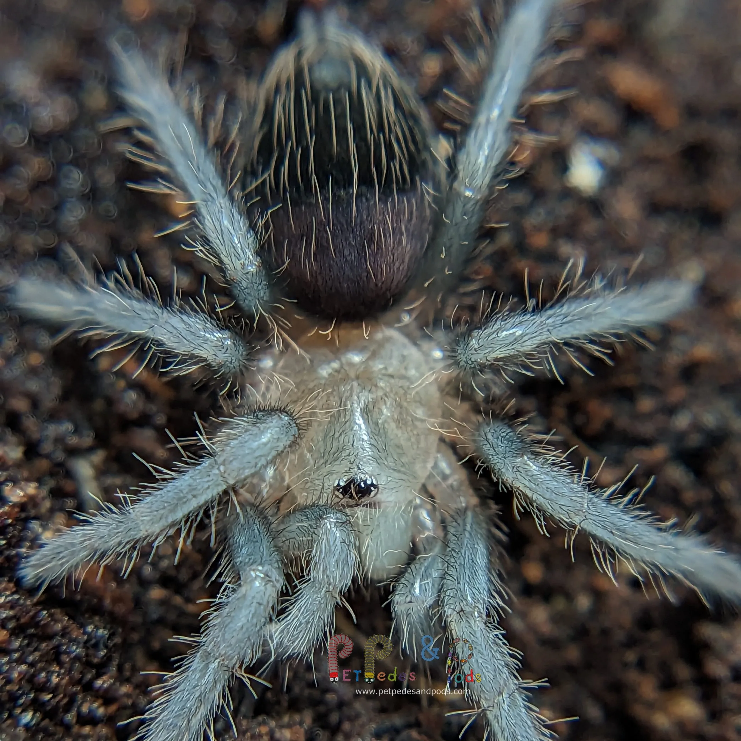 21392 sling tarantula eating