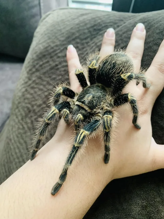 21392 sling tarantula water