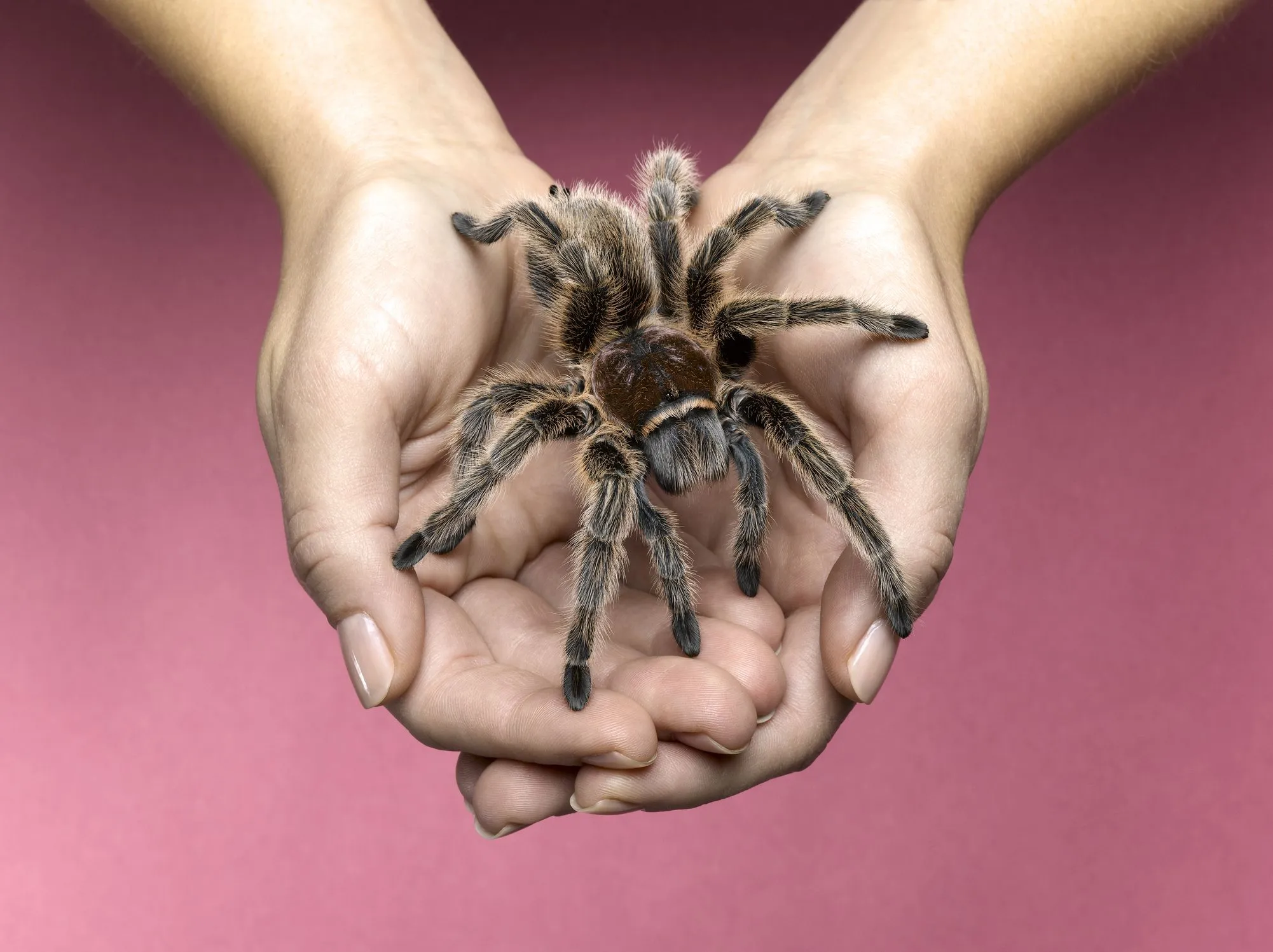 /img/21393-checking-tarantula-water.webp