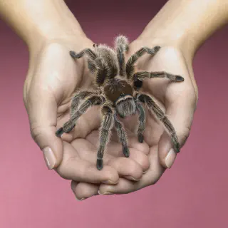 /img/21393-checking-tarantula-water.webp