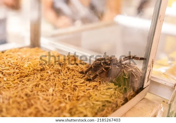 21393 cleaning tarantula water dish