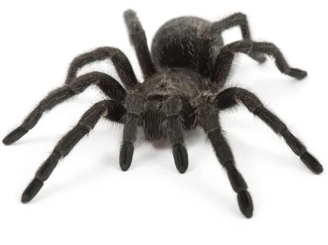 21394 brazilian black tarantula in habitat