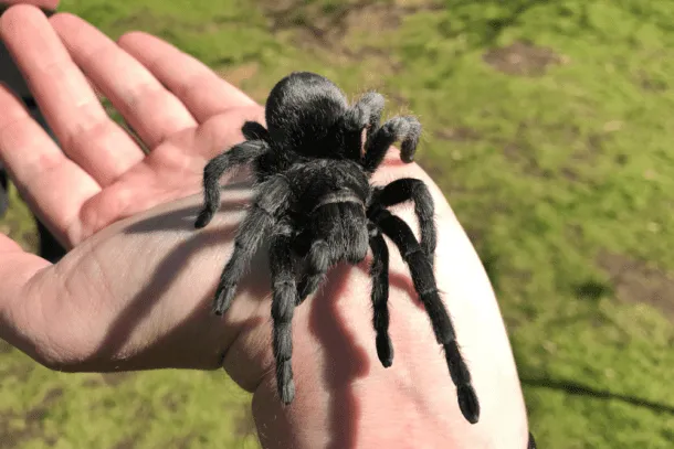 21394 healthy tarantula