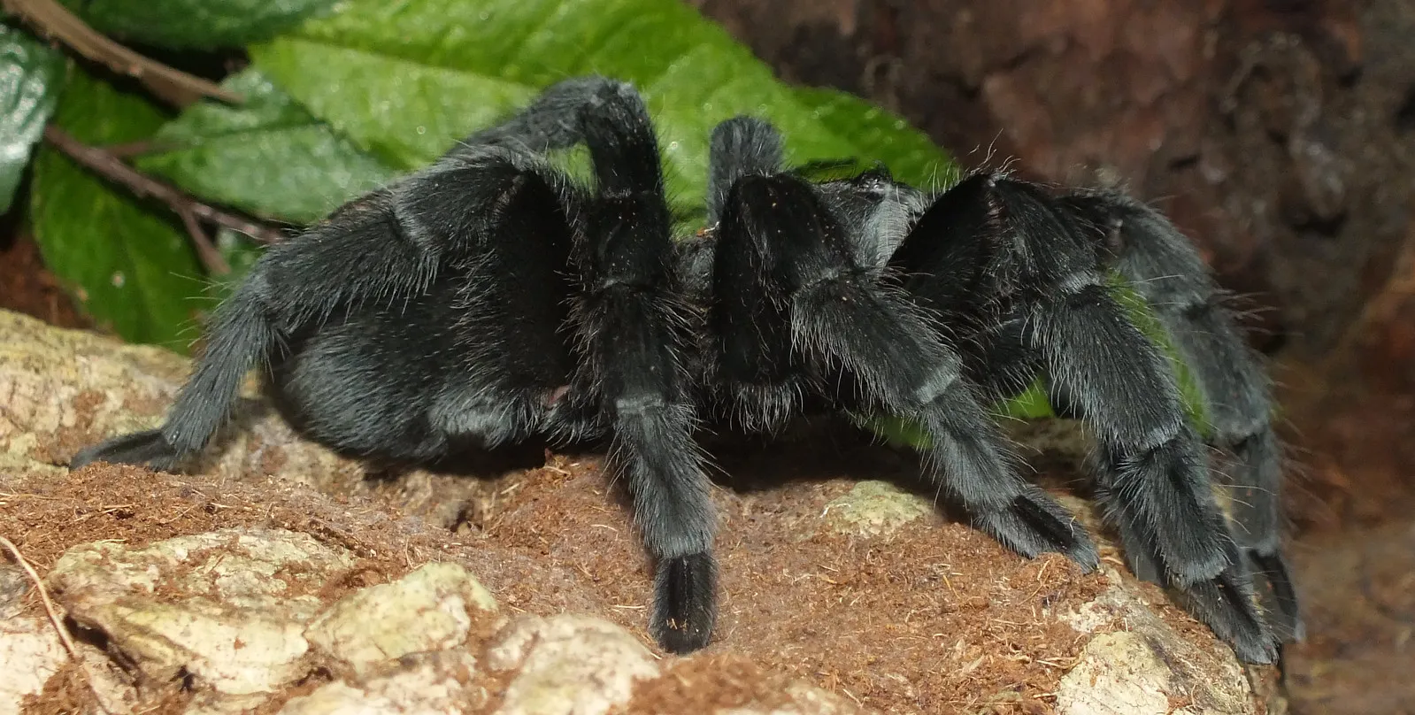 21394 tarantula enclosure