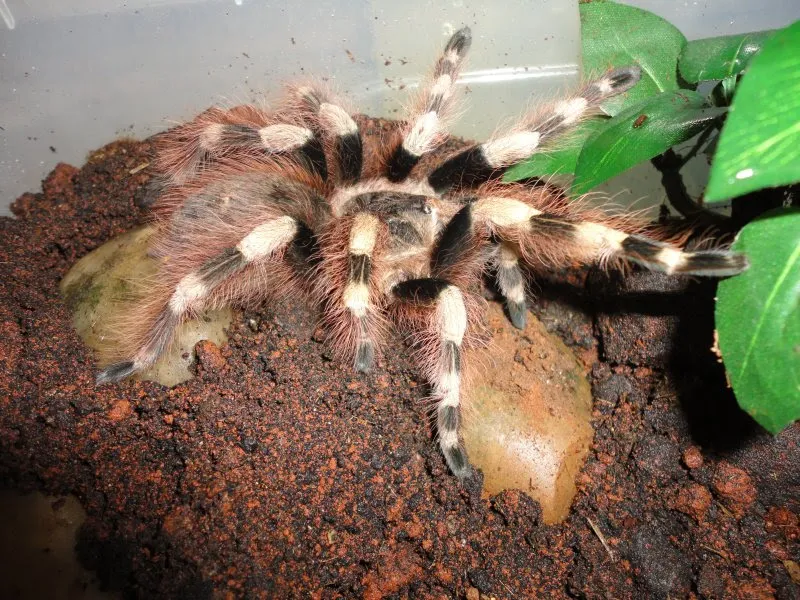 21396 tarantula 2 io