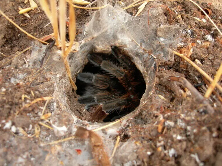 21396 tarantula 2 troubleshooting