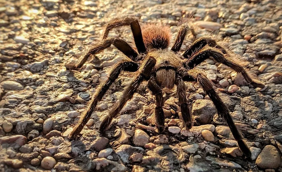 /img/21397-texas-brown-tarantula-conservation.webp