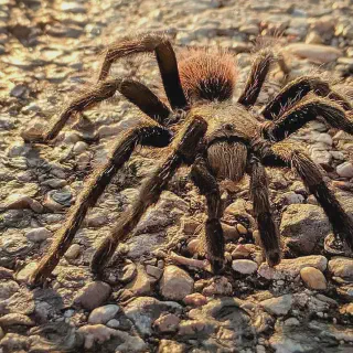 /img/21397-texas-brown-tarantula-conservation.webp