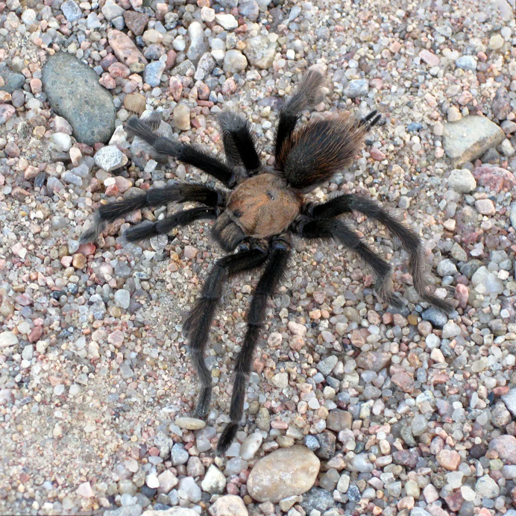 21397 texas brown tarantula feeding