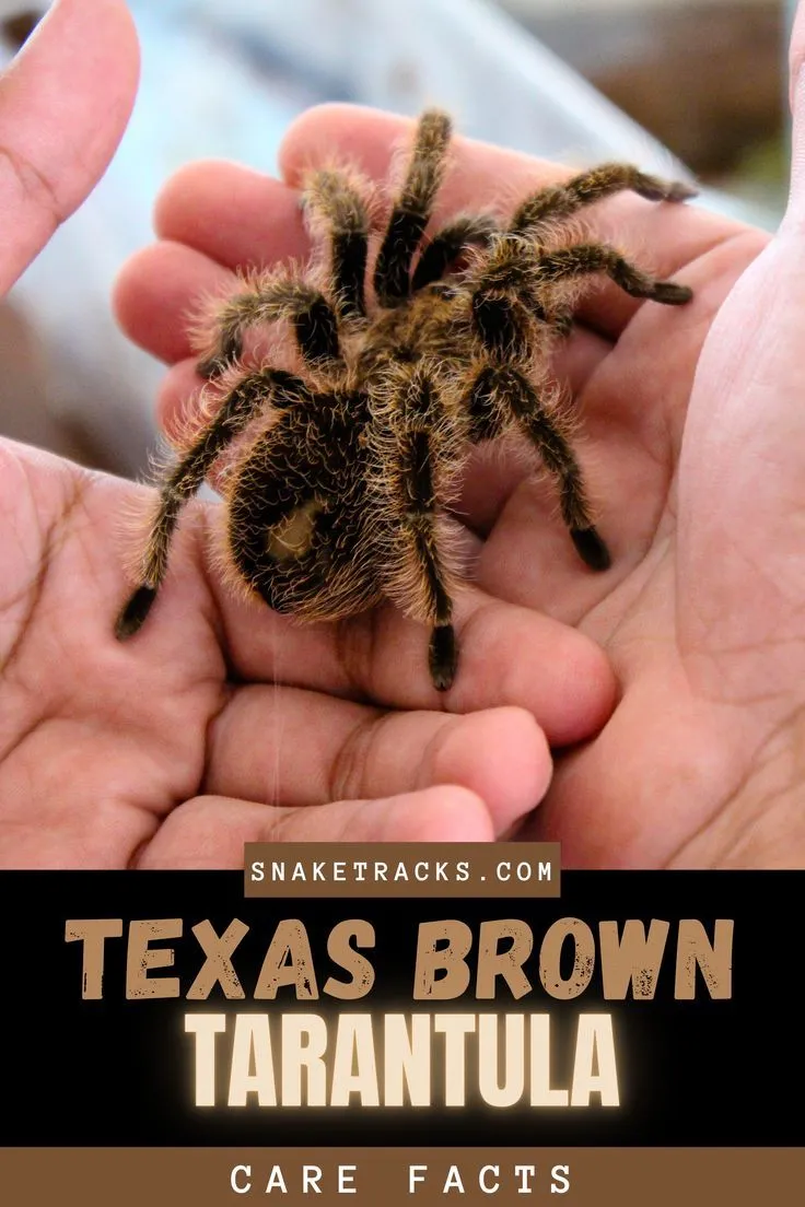 21397 texas brown tarantula handling