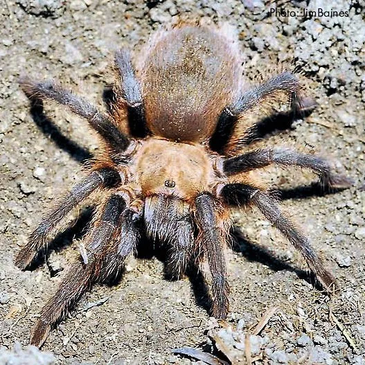 21397 texas brown tarantula molting