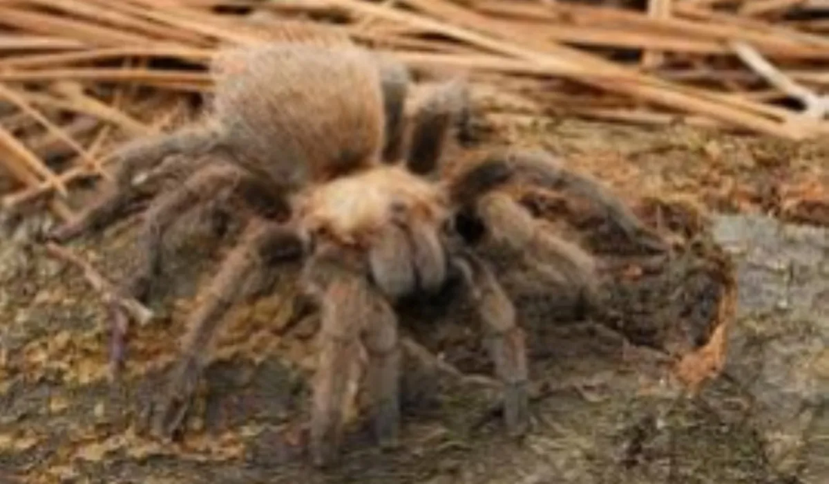 21397 texas brown tarantula overview