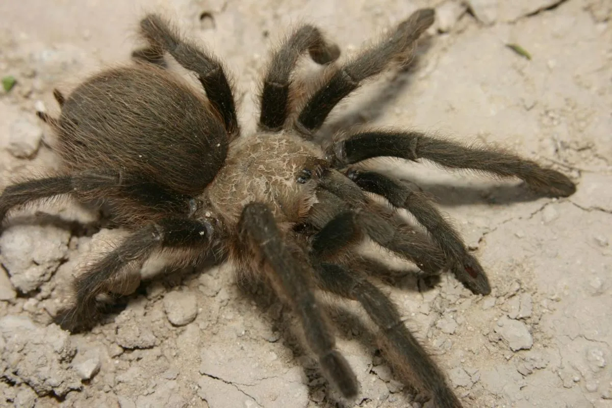 21397 texas brown tarantula size