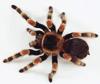 21399 tarantula molting