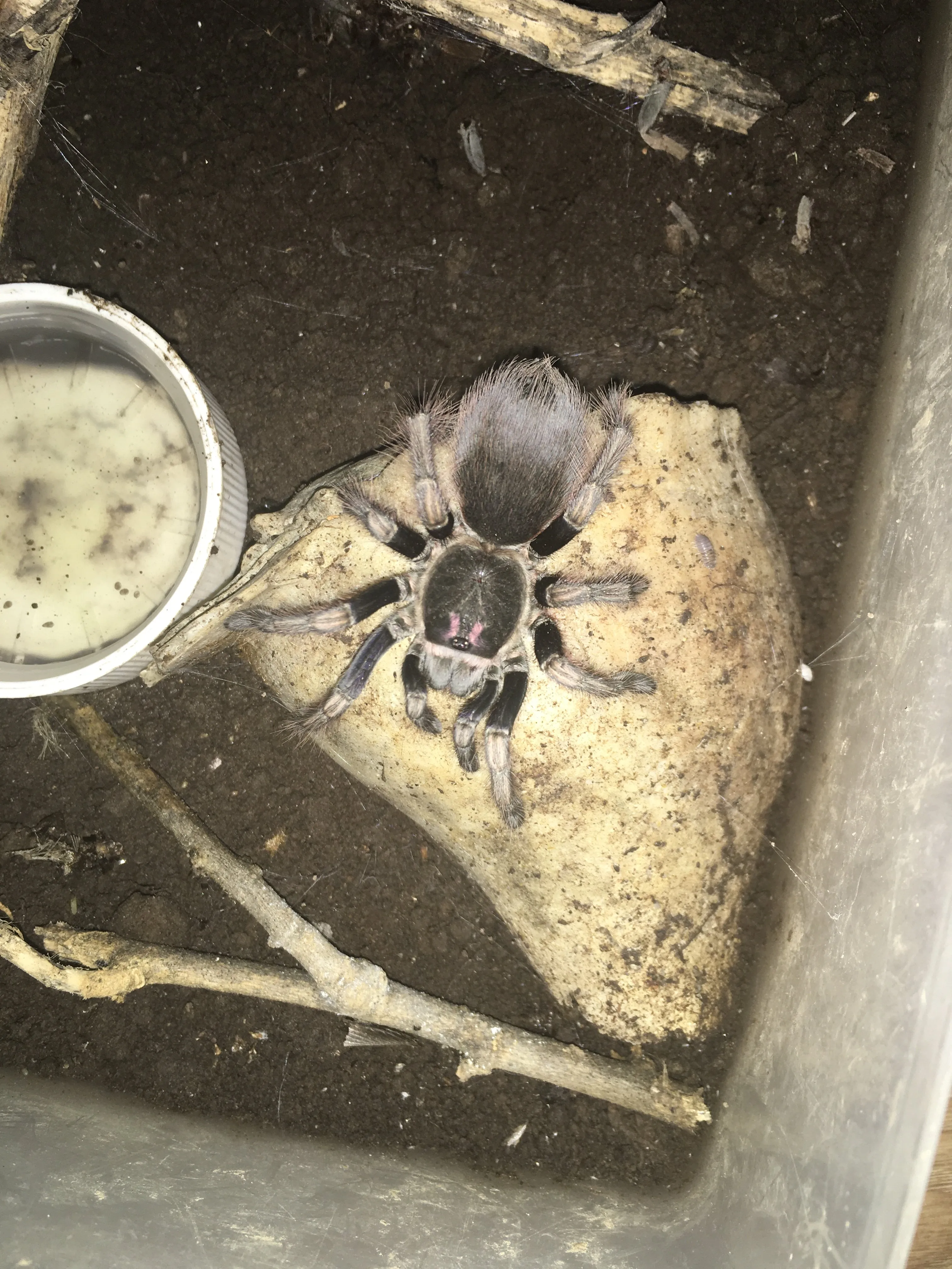 21399 tarantula species